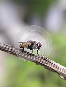 TheÂ houseflyÂ & x28;Musca domestica& x29; is a fly of the suborder Cyclorrhapha, green leaves to sit housefly